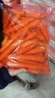 Морковь оптом из Сербии