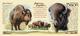 Кружка керамическая American Bison (American Expedition)