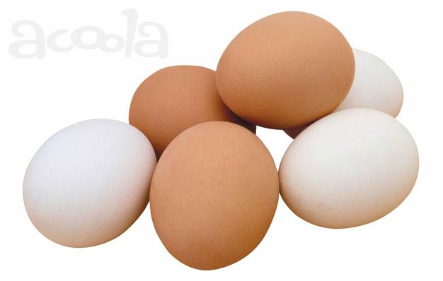 Яйцо куриное С0 С1 С2 С3 ОПТОМ