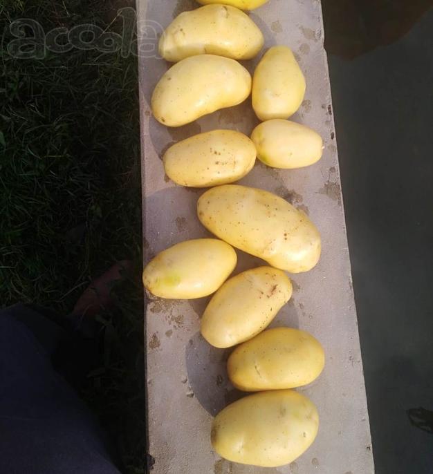 Картофель оптом нового урожая - сорт Мелодия, мытый