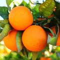 Наши продажи апельсинов начинаются в конце сентября, продавайте раньше, платите меньш