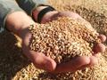 Пшеница продовольственная в мешках