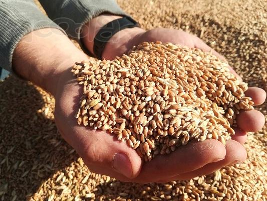 Пшеница продовольственная в мешках