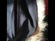 Куртка пуховик новый canada goose 46 м женская парка чёрная копия люкс